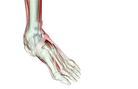 simsearch:671-02096126,k - The musculoskeleton of the foot Stock Photo - Premium Royalty-Free, Code: 671-02095063
