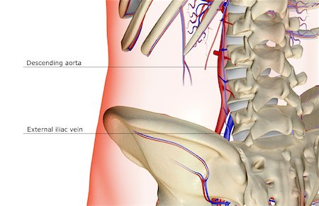 The blood supply of the lower back Stock Photo - Premium Royalty-Free, Code: 671-02095077