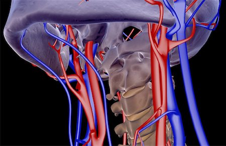 simsearch:671-02096862,k - The blood supply of the neck Foto de stock - Sin royalties Premium, Código: 671-02095098