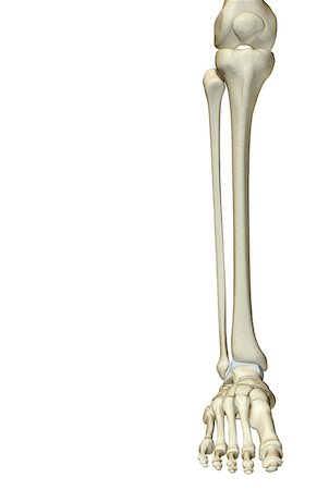 simsearch:671-02092939,k - Die Knochen des Beines Stockbilder - Premium RF Lizenzfrei, Bildnummer: 671-02095104