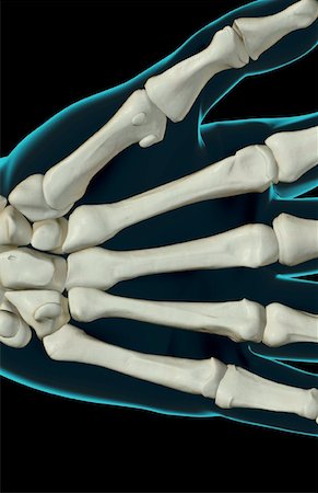 The bones of the hand Stock Photo - Premium Royalty-Free, Code: 671-02095101
