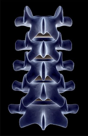 The lumbar vertebrae Foto de stock - Sin royalties Premium, Código: 671-02095116