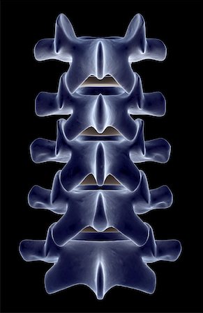 spine anatomy back view - The lumbar vertebrae Stock Photo - Premium Royalty-Free, Code: 671-02095116