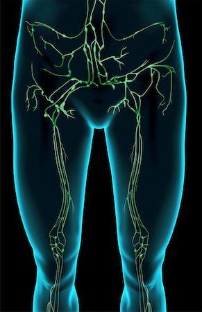 The lymph supply of the lower limb Stock Photo - Premium Royalty-Free, Code: 671-02095110