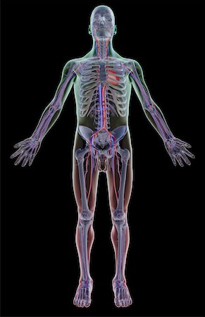 simsearch:671-02098380,k - The vascular system Fotografie stock - Premium Royalty-Free, Codice: 671-02095111