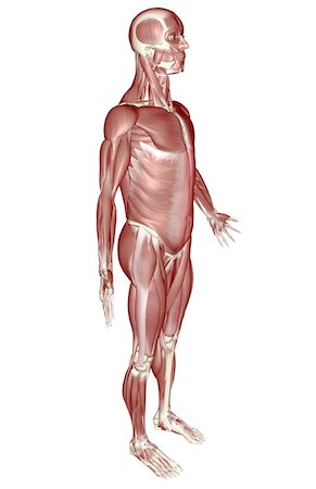 skeleton - The muscular system Stock Photo - Premium Royalty-Free, Code: 671-02095127