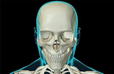simsearch:671-02094214,k - The bones of the head and face Foto de stock - Sin royalties Premium, Código: 671-02095120