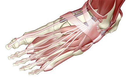simsearch:671-02096126,k - The muscles of the foot Stock Photo - Premium Royalty-Free, Code: 671-02095122