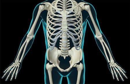 simsearch:671-02095586,k - The bones of the trunk Stock Photo - Premium Royalty-Free, Code: 671-02095139