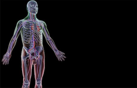 skeleton with black background - The blood supply of the upper body Stock Photo - Premium Royalty-Free, Code: 671-02095130