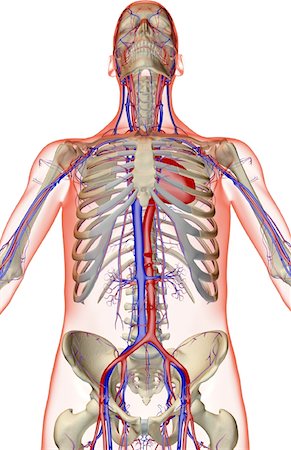 simsearch:671-02097409,k - The blood supply of the upper body Foto de stock - Sin royalties Premium, Código: 671-02095133