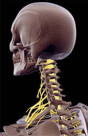 simsearch:671-02098304,k - The nerves of the neck Stock Photo - Premium Royalty-Free, Code: 671-02095142