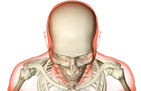 simsearch:671-02094214,k - The bones of the head and face Foto de stock - Sin royalties Premium, Código: 671-02095151