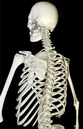 simsearch:671-02093132,k - The bones of the upper body Foto de stock - Royalty Free Premium, Número: 671-02095169