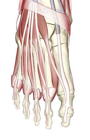 simsearch:671-02094652,k - The muscles of the foot Stock Photo - Premium Royalty-Free, Code: 671-02095163