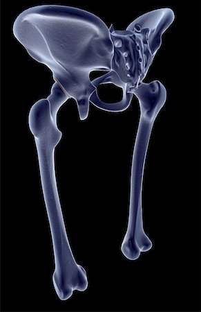 simsearch:671-02098509,k - The bones of the lower limb Foto de stock - Sin royalties Premium, Código: 671-02095170