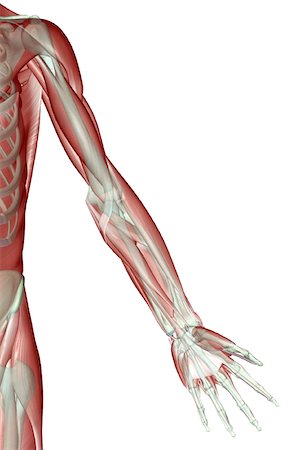 simsearch:671-02098580,k - Upper limb musculoskeleton Foto de stock - Royalty Free Premium, Número: 671-02095172