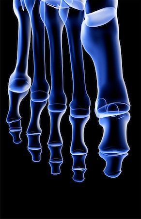 simsearch:671-02095525,k - The bones of the foot Stock Photo - Premium Royalty-Free, Code: 671-02095188