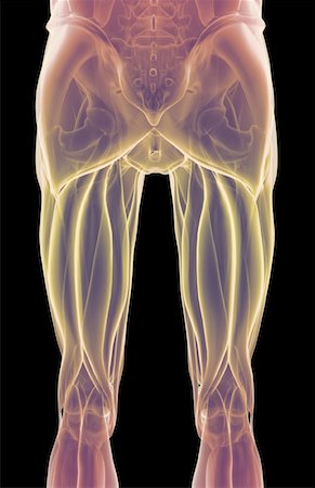 pelvis muscles - The muscles of the lower limb Foto de stock - Sin royalties Premium, Código: 671-02095181