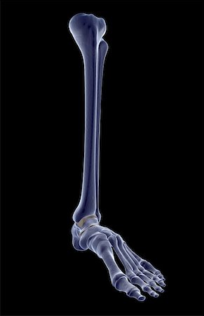 simsearch:671-02097719,k - The bones of the leg Foto de stock - Sin royalties Premium, Código: 671-02095196