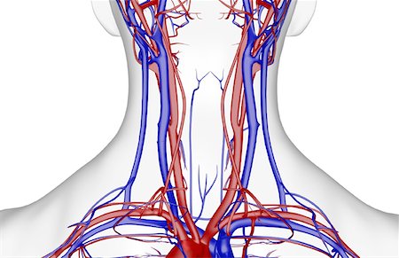 simsearch:671-02096554,k - The blood supply of the neck Fotografie stock - Premium Royalty-Free, Codice: 671-02095198