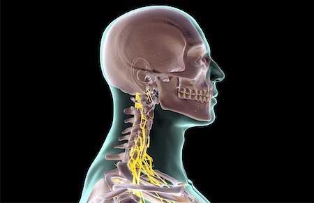 simsearch:671-02098304,k - The nerves of the neck Stock Photo - Premium Royalty-Free, Code: 671-02095206