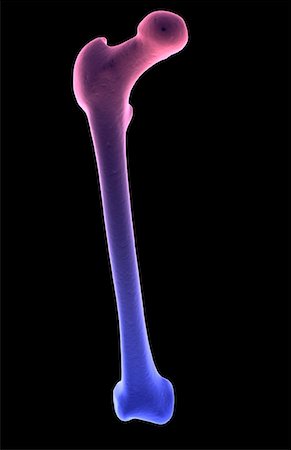 The femur Stock Photo - Premium Royalty-Free, Code: 671-02095216