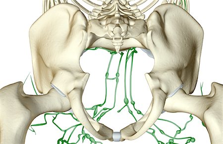 The lymph supply of the pelvis Stock Photo - Premium Royalty-Free, Code: 671-02095210