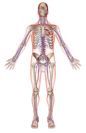 simsearch:671-02098380,k - The vascular system Fotografie stock - Premium Royalty-Free, Codice: 671-02095213