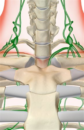 skeleton neck - The lymph supply of the neck Foto de stock - Sin royalties Premium, Código: 671-02095226