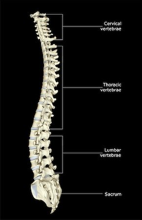 spine anatomy back view - The vertebral column Stock Photo - Premium Royalty-Free, Code: 671-02095228