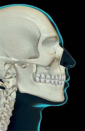simsearch:671-02094214,k - The bones of the head and face Foto de stock - Sin royalties Premium, Código: 671-02095234