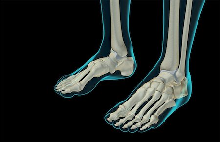 simsearch:671-02094025,k - The bones of the feet Stock Photo - Premium Royalty-Free, Code: 671-02095236