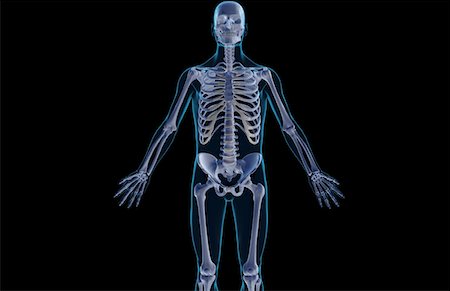 simsearch:671-02095632,k - The bones of the upper body Fotografie stock - Premium Royalty-Free, Codice: 671-02095233