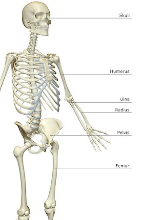 side view ribs anatomy - The bones of the upper body Stock Photo - Premium Royalty-Free, Code: 671-02095245