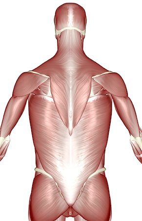 skeleton - The muscles of the upper body Stock Photo - Premium Royalty-Free, Code: 671-02095255