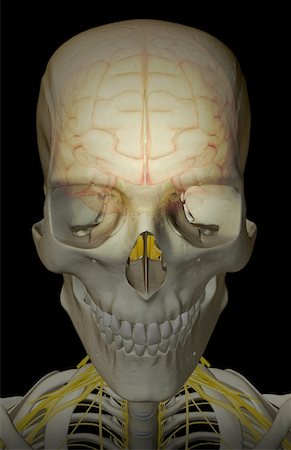 skeleton close up of neck - The brain and the cervical nerves Stock Photo - Premium Royalty-Free, Code: 671-02095252