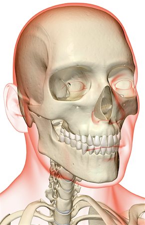 The bones of the head and neck Stock Photo - Premium Royalty-Free, Code: 671-02095253
