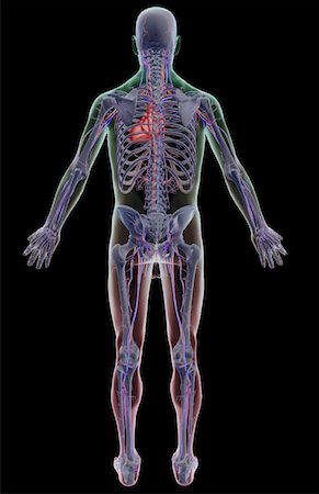 simsearch:671-02098380,k - The vascular system Fotografie stock - Premium Royalty-Free, Codice: 671-02095265