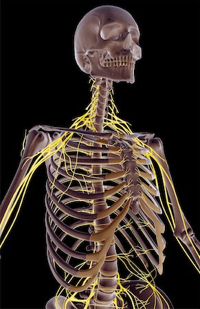 simsearch:671-02098491,k - The nerves of the upper body Foto de stock - Sin royalties Premium, Código: 671-02095266