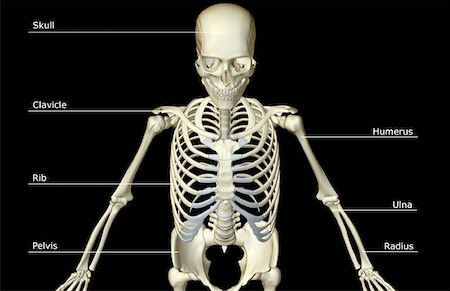 simsearch:671-02095586,k - The bones of the upper body Stock Photo - Premium Royalty-Free, Code: 671-02095270
