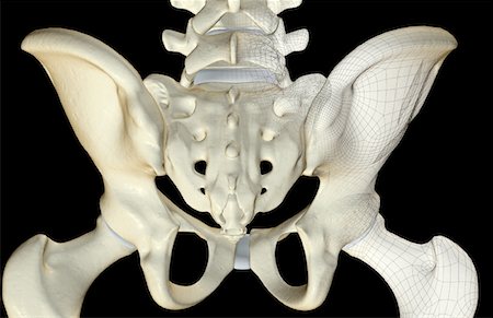 simsearch:671-02093132,k - The bones of the pelvis Foto de stock - Royalty Free Premium, Número: 671-02095273