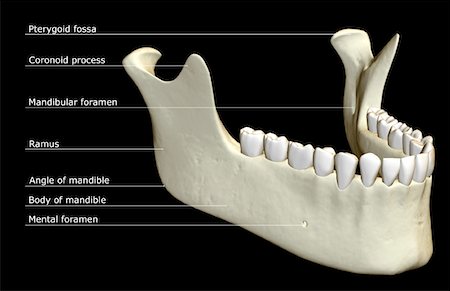The jaw bone Stock Photo - Premium Royalty-Free, Code: 671-02095284