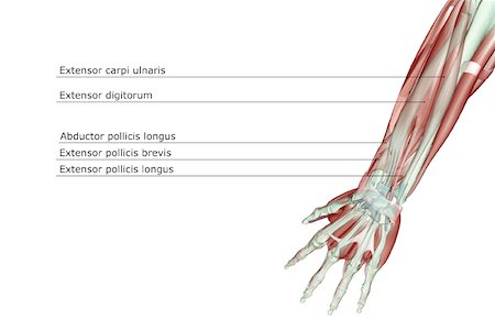 extensor digit minimi tendon - The musculoskeleton of the forearm Stock Photo - Premium Royalty-Free, Code: 671-02095280