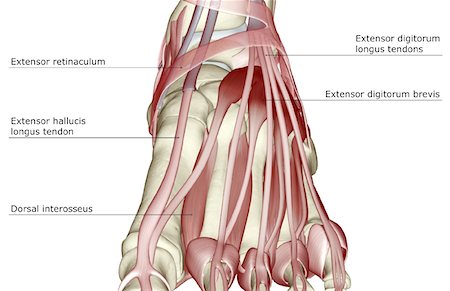 simsearch:671-02096126,k - The muscles of the foot Stock Photo - Premium Royalty-Free, Code: 671-02095281