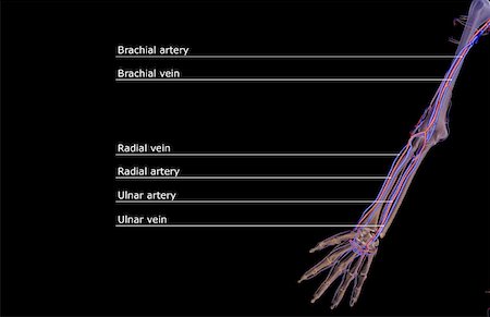 skeleton hand - The blood supply of the upper limb Stock Photo - Premium Royalty-Free, Code: 671-02095294