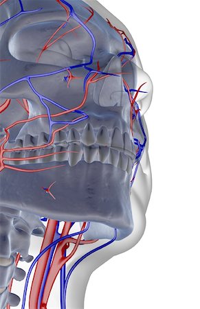 simsearch:671-02095911,k - The blood supply of the jaw Fotografie stock - Premium Royalty-Free, Codice: 671-02095297