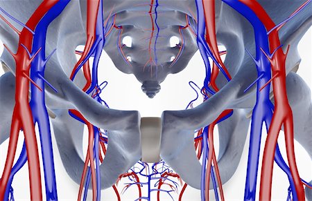 pelvis anatomy - The blood supply of the pelvis Stock Photo - Premium Royalty-Free, Code: 671-02095290