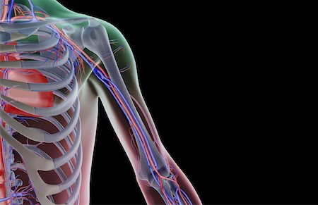 simsearch:671-02095983,k - Die Blutversorgung der Schulter und Oberarm Stockbilder - Premium RF Lizenzfrei, Bildnummer: 671-02095291