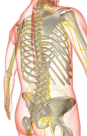 système nerveux - Les nerfs du tronc Photographie de stock - Premium Libres de Droits, Code: 671-02095309